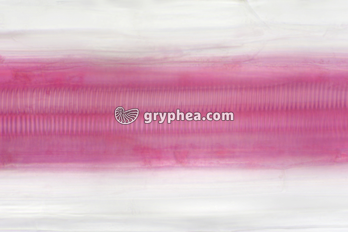 Vaisseaux conducteurs Poireau CL x100 - gryphea.com